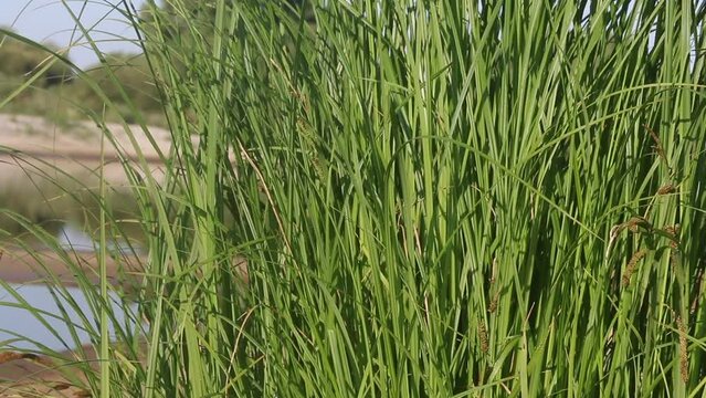 Tall bush of grass on the bank of the river. Close-up. The Pripyat River in southern Belarus.