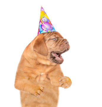 Happy Mastiff puppy wearing a birthday cap looks away on empty space. isolated on white background