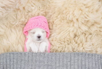 Tiny white lapdog puppy wearing warm hat sleeps under warm blanket on a bed at home. Top down view....