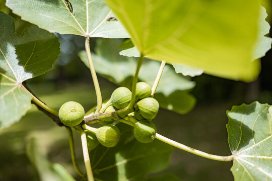 Unripe figs on green plant