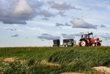 Un tractor rojo con dos remolques en un campo verde. Día soleado de verano. Trabajos agrícolas.