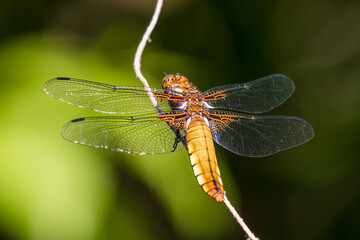 Broad bodied chaser, broad bodied darter, dragonfly, Libellula depressa sitting on a stick, thin insect and long transparent wings