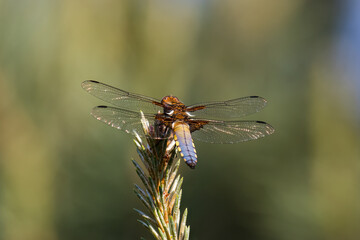 Broad bodied chaser, broad bodied darter, dragonfly, Libellula depressa sitting on a stick, thin insect and long transparent wings