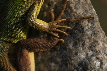 Beautiful green lizard on the stone outdoor