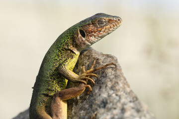 Beautiful green lizard on the stone outdoor