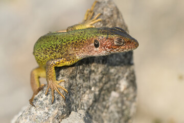 Beautiful green lizard on the stone outdoor