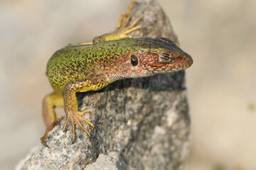 Beautiful green lizard on the stone outdoor