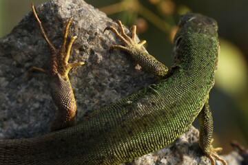 Beautiful green lizard on the stone outdoor