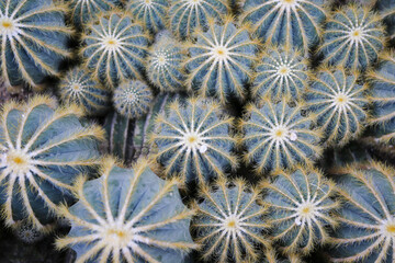 Close up of many balloon cacti