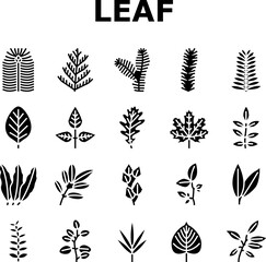 Leaf Of Tree, Bush Or Flower Icons Set Vector. Maple And Oak, Mango And Cherry, Eucalyptus And Walnut Natural Leaf. Botanical Foliage Plant And Herbarium Of Flora Glyph Pictograms Black Illustrations