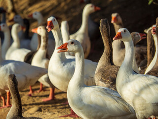 Obraz premium Grupo de patos al sol