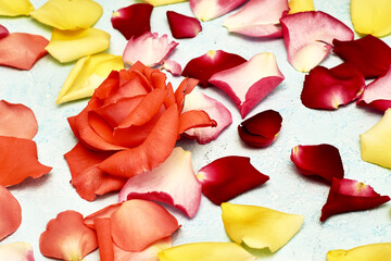 rosebuds and rose petals on a blue background backdrop