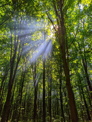 rays of light break through a green branch in the forest