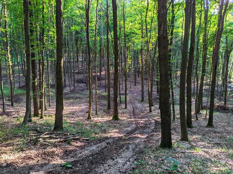 a road in a mixed forest in summer in Ukraine