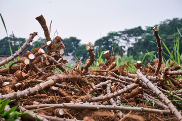 A Pile of cassava stalks has been harvested
