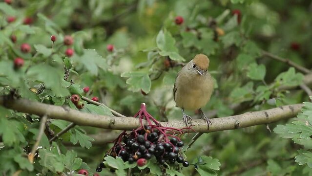 robin on a branch