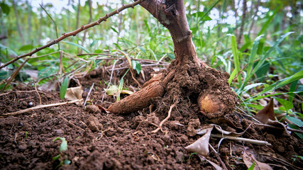 Young cassava is not ready to harvest on the plantation