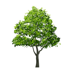 Big tree. Use for landscape design, architectural decorative. Park and outdoor object idea for natural template.