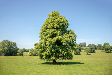 Summertime Trees and scenery in the UK.