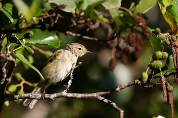 le pouillot v&eacute;loce