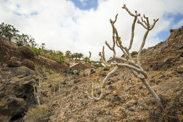 Barranco del Quiquere in Puerto del Carmen Lanzarote