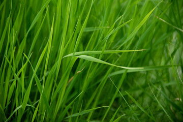 Fototapeta na wymiar Deep green grass background. Natural backdrop