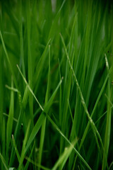 Fototapeta na wymiar Deep green grass background. Natural backdrop