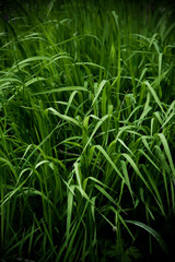 Deep green grass background. Natural backdrop