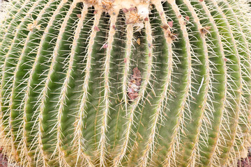 Detail of the spines of a cactus