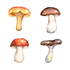 Forest mushrooms set. Cute autumn kids clipart. Watercolor hand drawn illustrations isolated on white background. Fall design for poster, print, postcard
