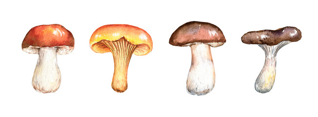Watercolor forest mushrooms set. Hand painted illustration isolated on white background. Fall design for poster, print, postcard