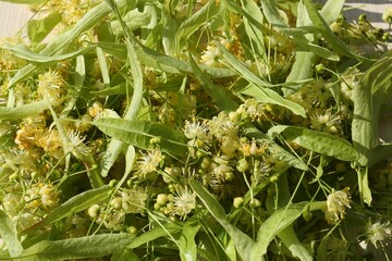 Beautiful linden blossoms and green leaves as background, top view