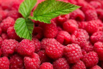 Many fresh ripe raspberries and green leaves as background, closeup