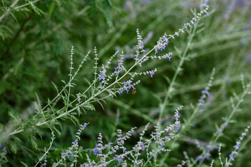 Perovskaya ( lat. Perovskia ) is a genus of plants in the Lamiaceae family