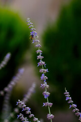 Obraz na płótnie Canvas Bee on flowers Perovskaya. Perovskia is a genus of plants in the Lamiaceae family
