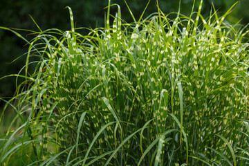 Miscanthus Chinese Zebrinus (Zebrinus), Chinese reed, Chinese fan, Chinese grass