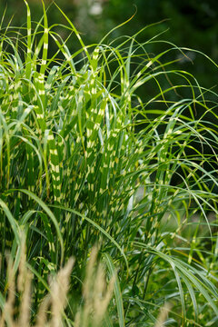 Miscanthus Chinese Zebrinus (Zebrinus), Chinese reed, Chinese fan, Chinese grass