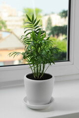 Chamaedorea palm in pot on windowsill indoors. House plant