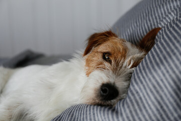 Cute wire haired Jack Russel terrier puppy with folded ears alone in a bed with gray linens. Small rough coated doggy on striped bedsheets. Close up, copy space, background.