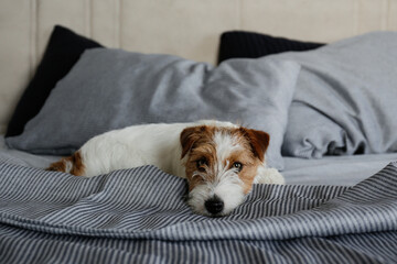 Cute wire haired Jack Russel terrier puppy with folded ears alone in a bed with gray linens. Small...