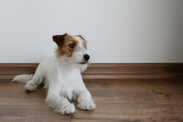 Cute wire haired Jack Russel terrier puppy near white wall with copy space for text. Adorable broken coated pup sitting on a hardwood floor. Close up, background.