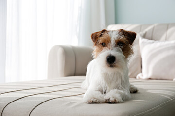 Wire Haired Jack Russell Terrier puppy on the couch looking at the camera. Small rough coated doggy...