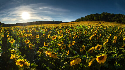 Sunflower field at the Lower Silesia, Poland