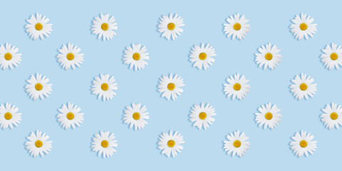 Daisies background on blue. lots of flowers, place under the text, summer concept, big size