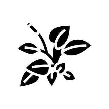 anubia nana glyph icon vector. anubia nana sign. isolated symbol illustration
