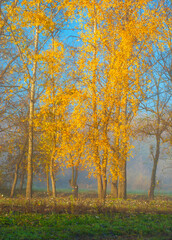 Sunlit aspens with bright yellow leaves against a background of morning haze.