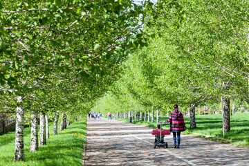 Fototapeta premium Walk in the park of the first president of Kazakhstan. Birch alley