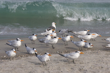 Fototapeta premium A winter day at the beach at Indialantic Florida