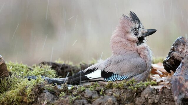 Eurasian jay Garrulus glandarius. The bird is actively moving its wings, and water is dripping around with a colorful bird.