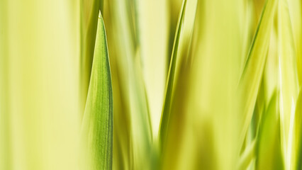 Composición de color verde con hojas de plantas diversas en jardín público y de con luz de día.